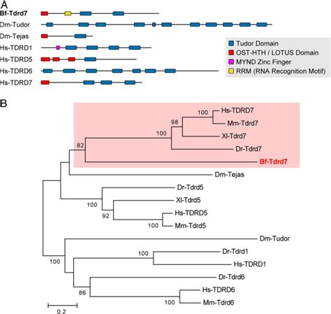 tudor domain containing protein|tudor royal family.